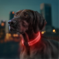 Light-up collar 60 x 2,5 cm universal WAUDOG LED